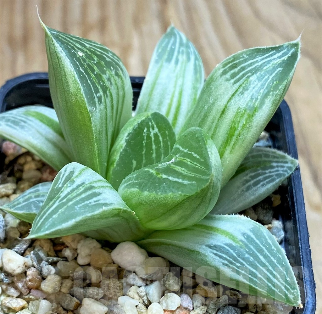 SH6812 Haworthia retusa 'Milky Way'