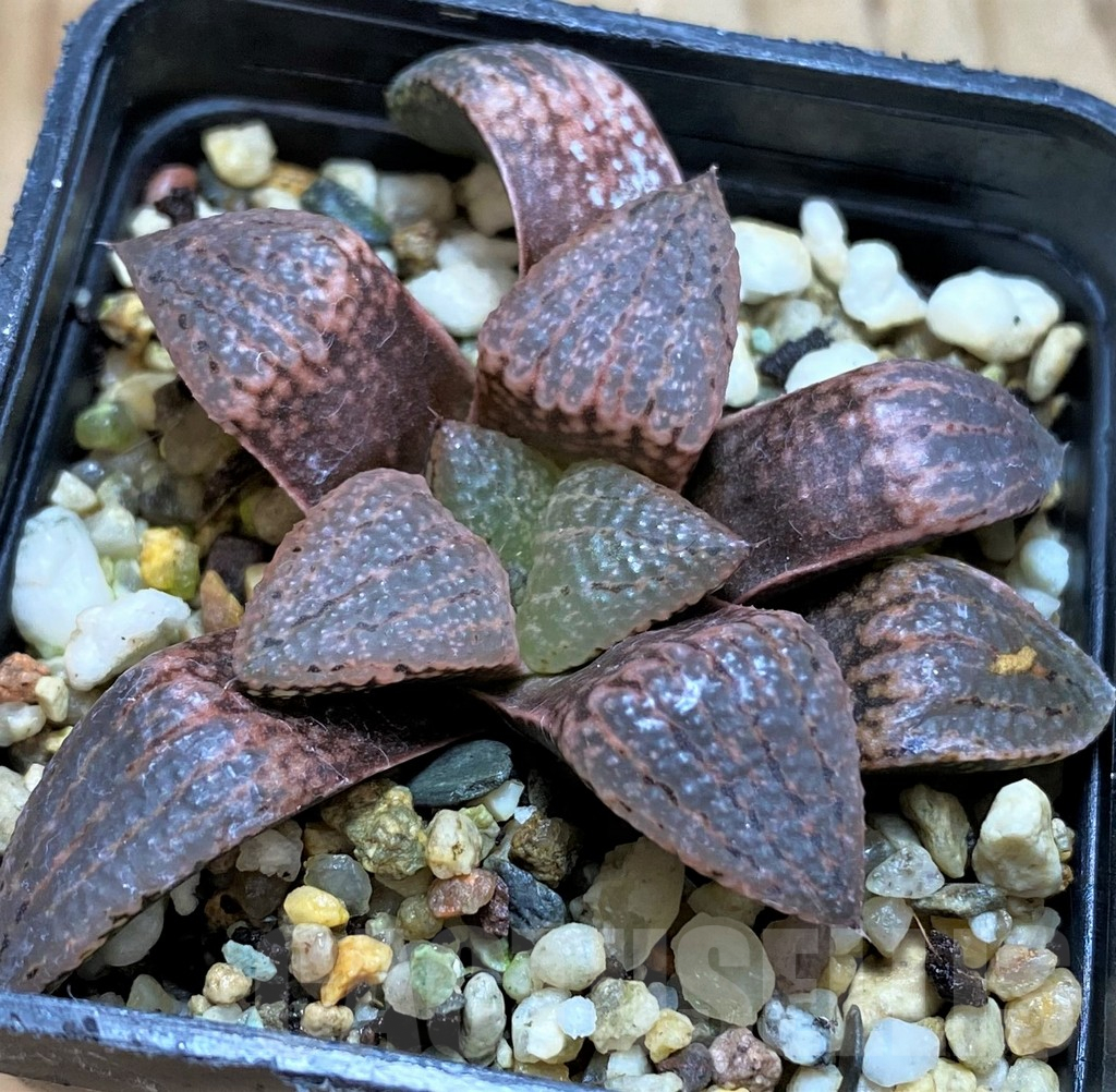 SH6799 Haworthia picta -Japan- - Image 2