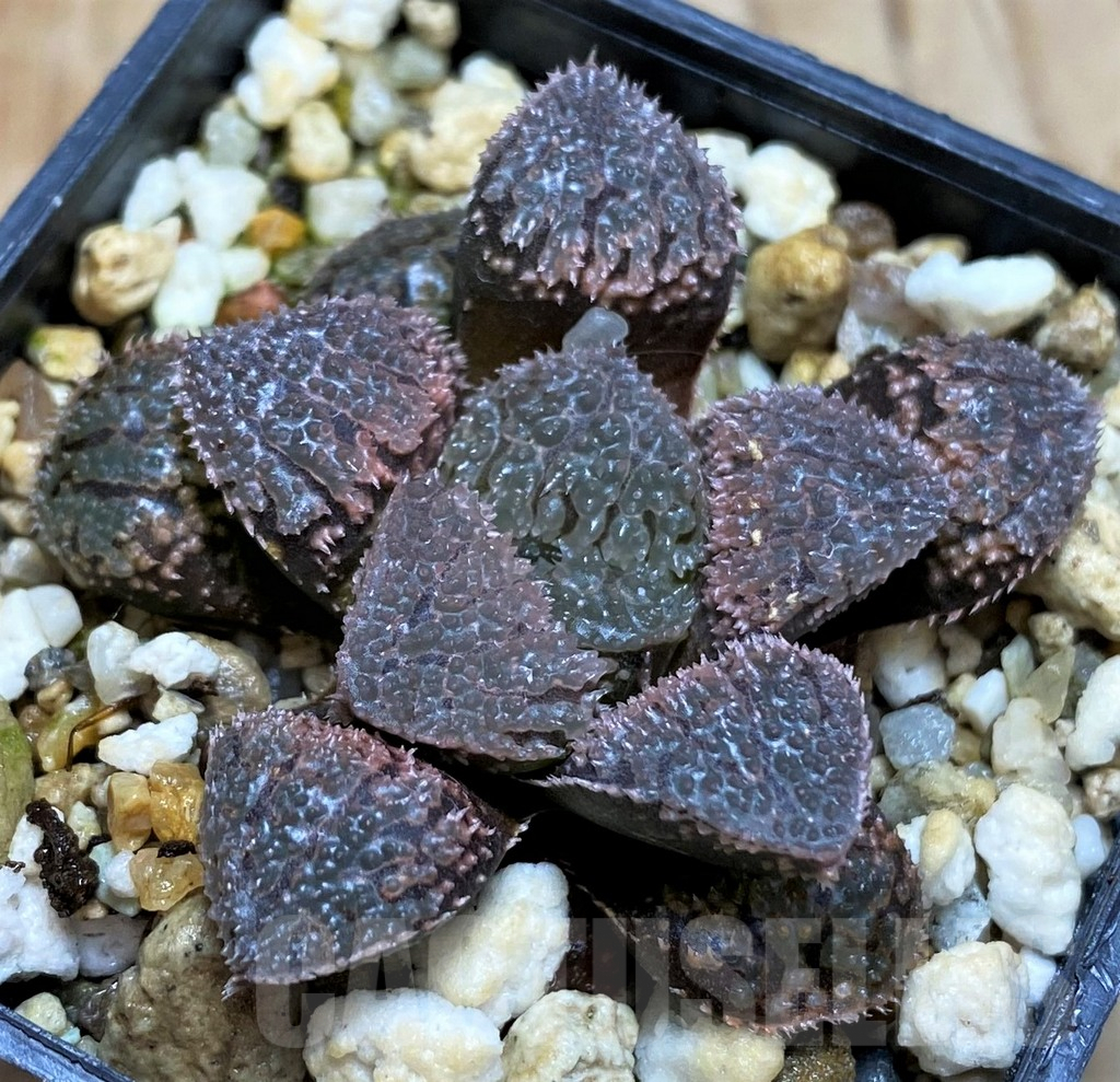 SH6813 Haworthia 'Mordor' hybrid - Image 2