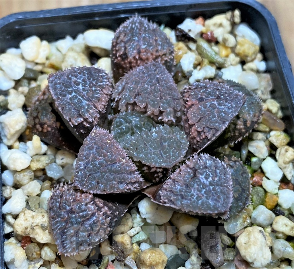 SH6813 Haworthia 'Mordor' hybrid