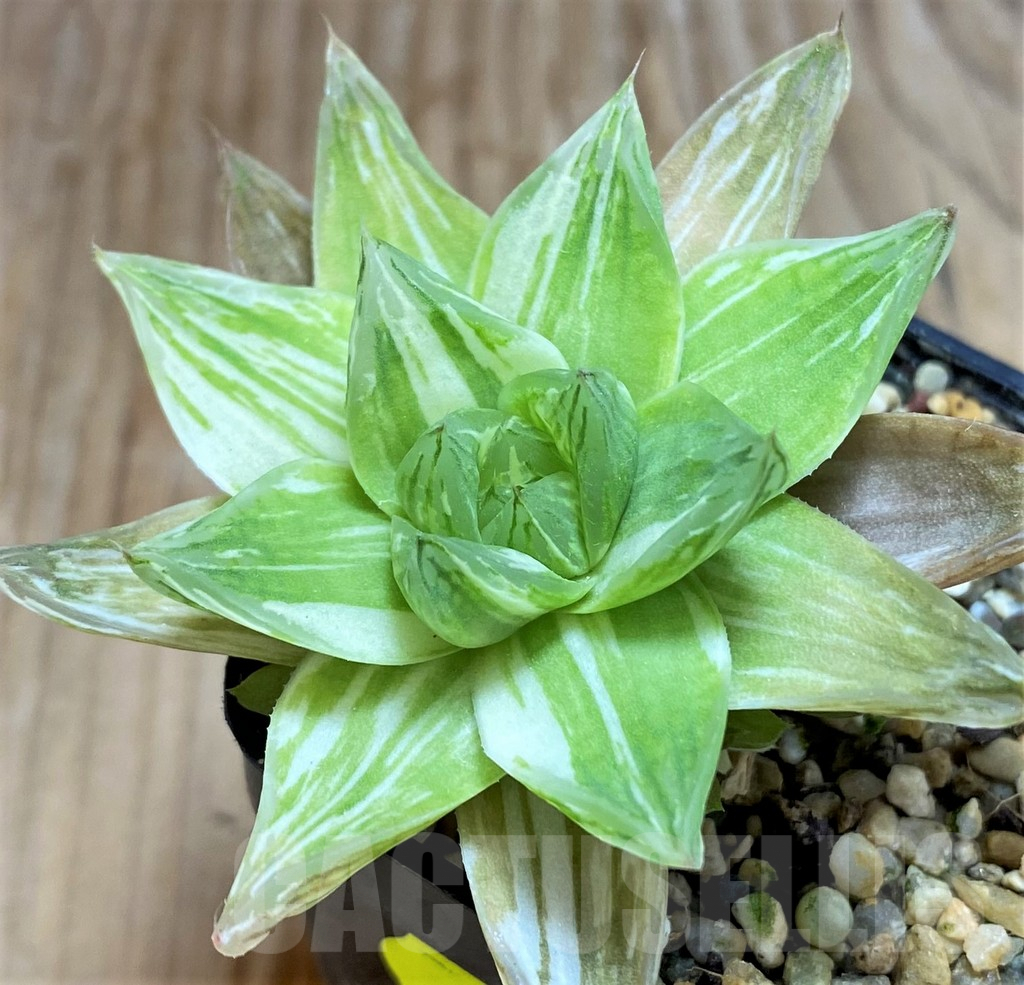 SH6814 Haworthia cymbiformis f. variegata - Image 3