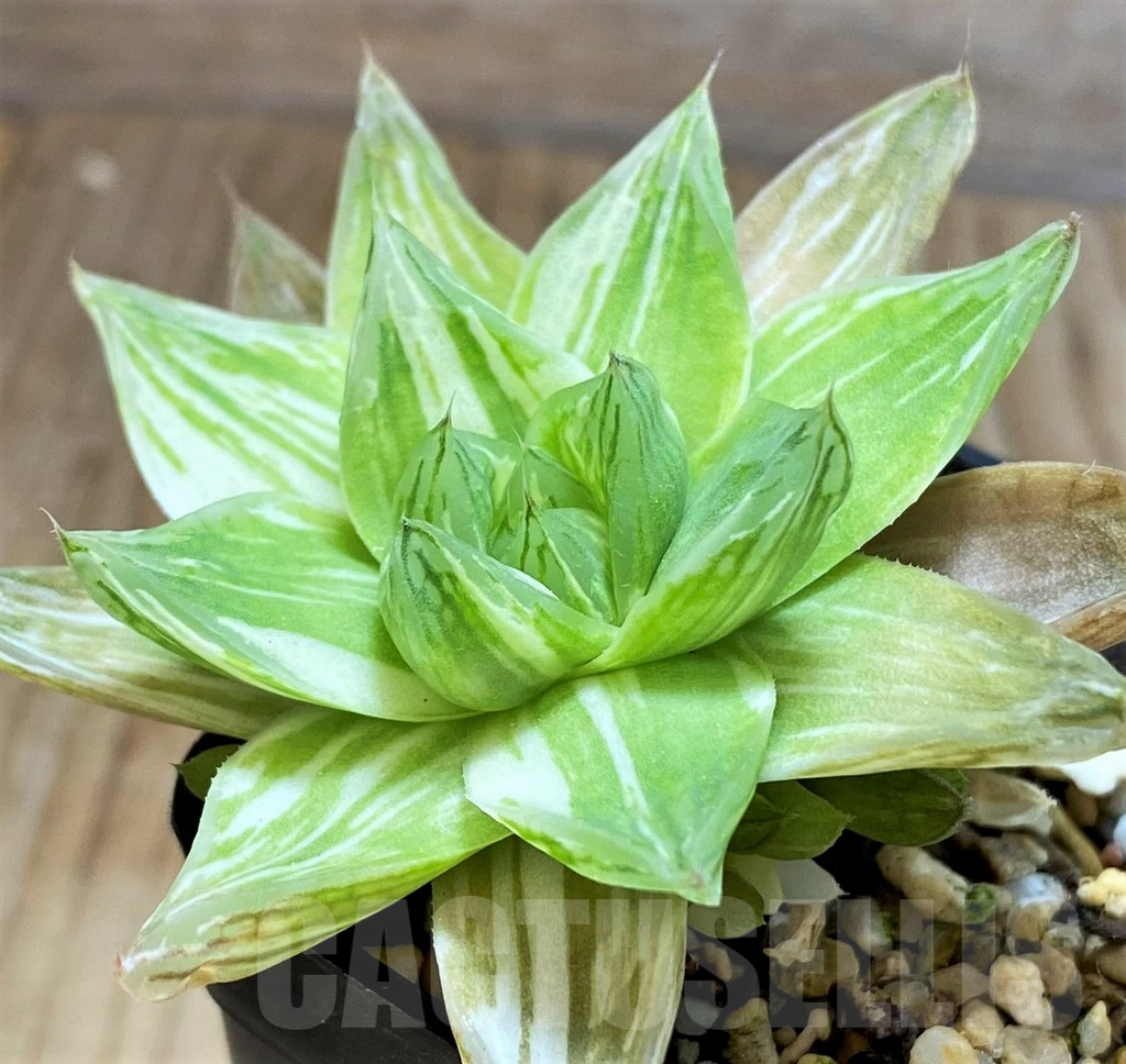 SH6814 Haworthia cymbiformis f. variegata - Image 2