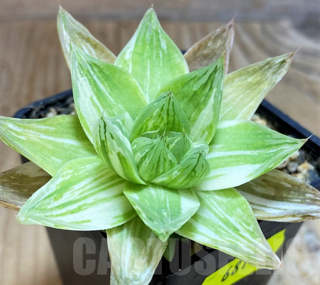 SH6814 Haworthia cymbiformis f. variegata