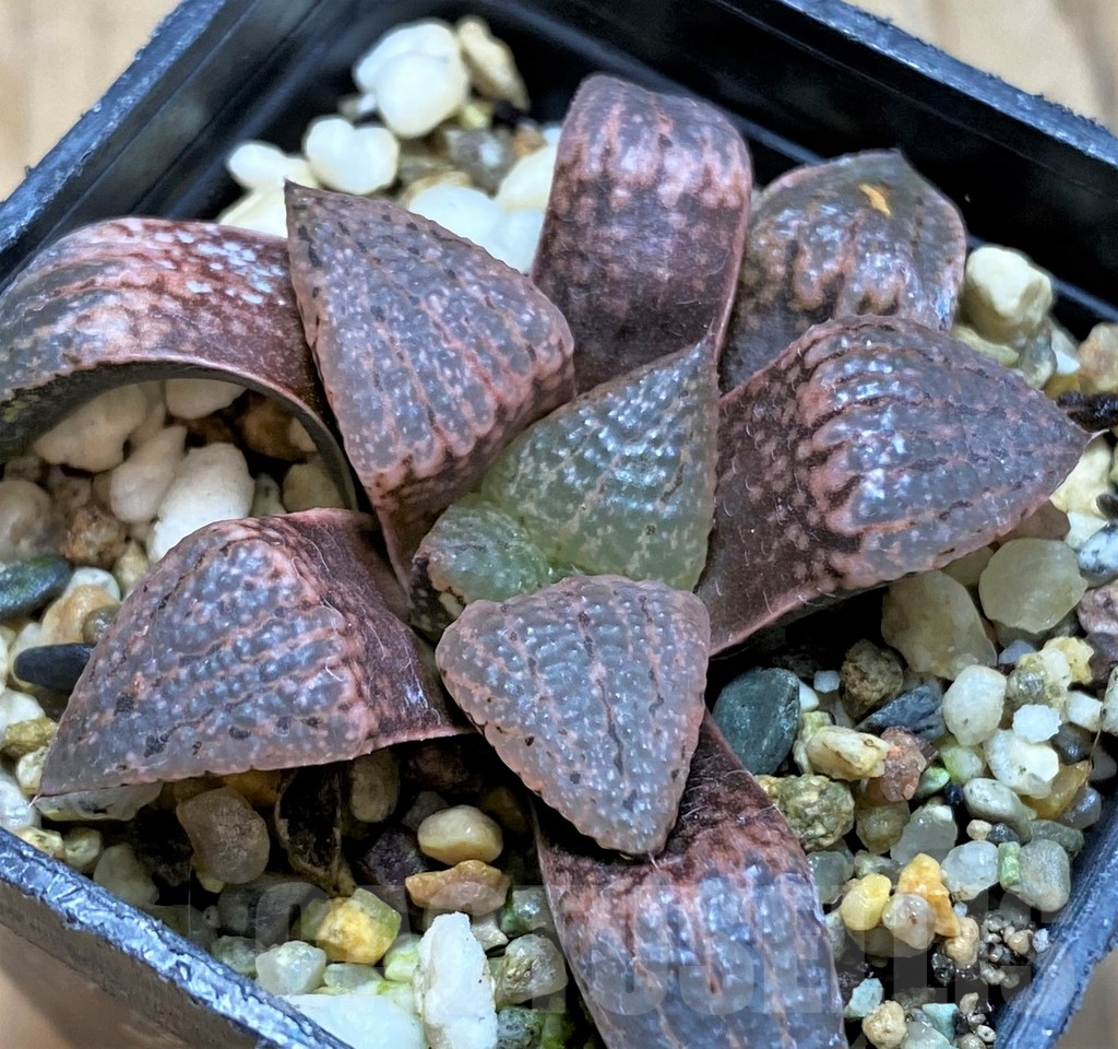 SH6799 Haworthia picta -Japan-