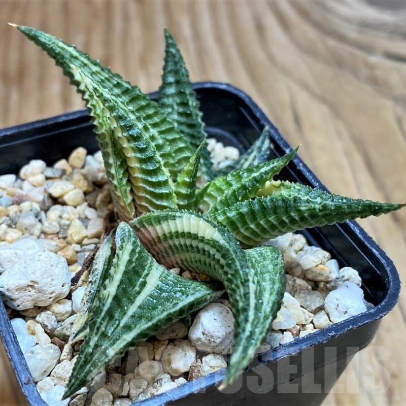 SH6817 Haworthia limifolia f. variegata