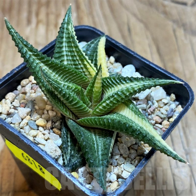 SH6818 Haworthia limifolia f. variegata