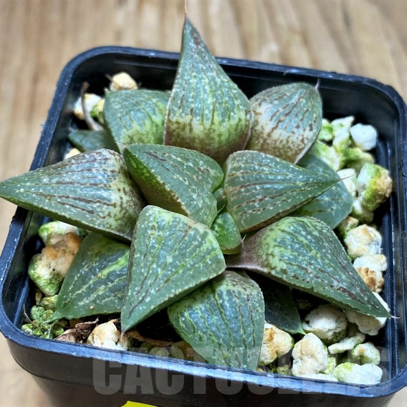 SH6820 Haworthia picta -Zebra station-, seedling