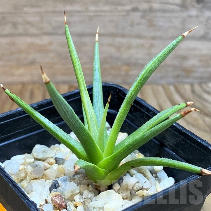 SH6821 Agave albopilosa