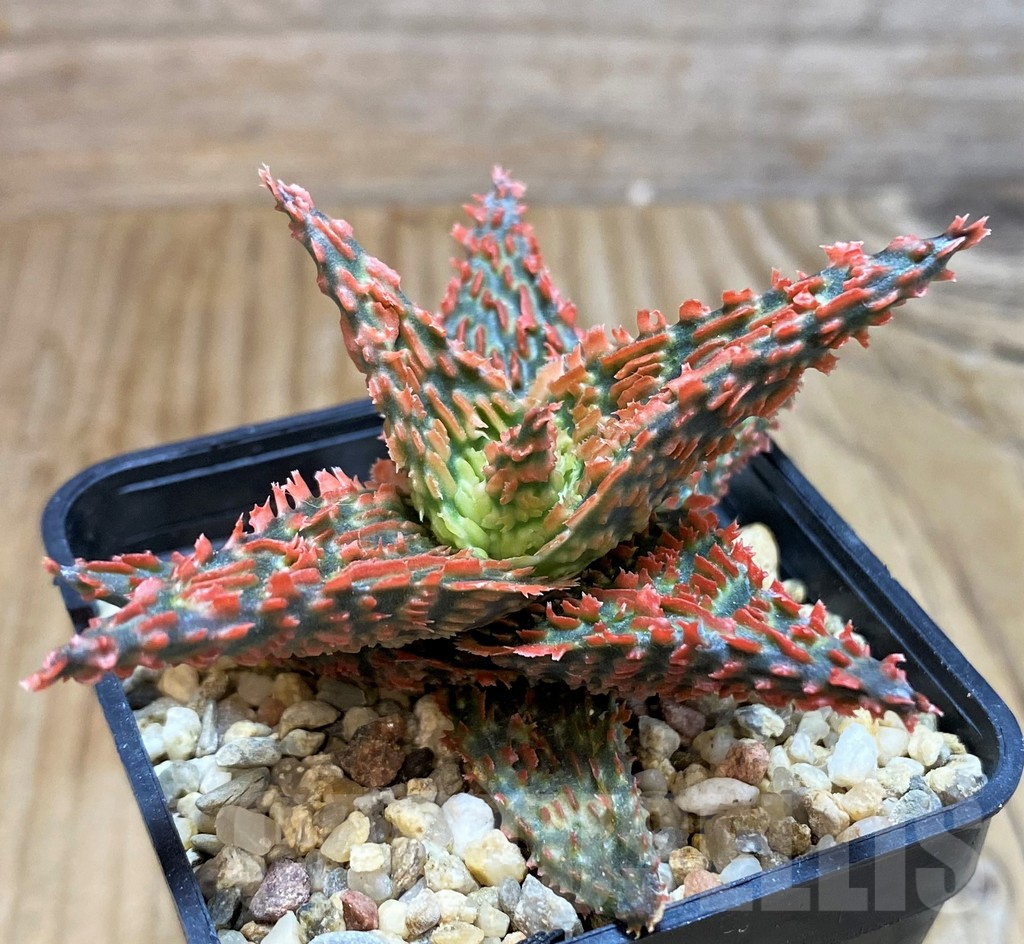 SH6822 Aloe TCT hybrid - immagine 2