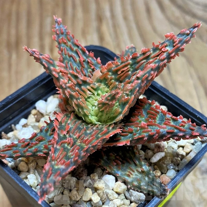 SH6822 Aloe TCT hybrid