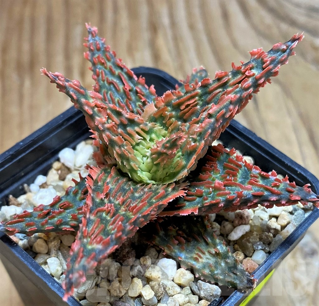 SH6822 Aloe TCT hybrid