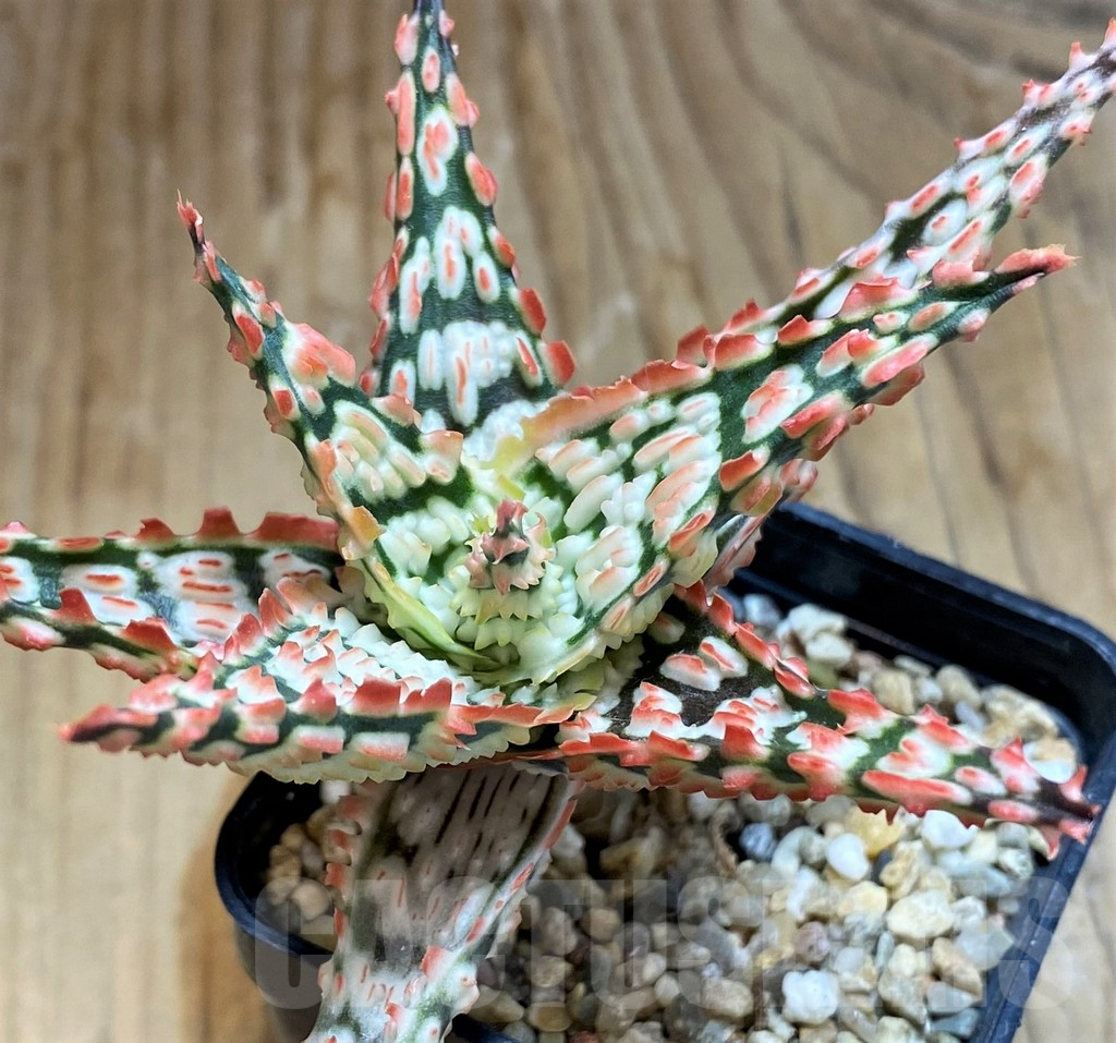 SH6823 Aloe TCT hybrid - immagine 2