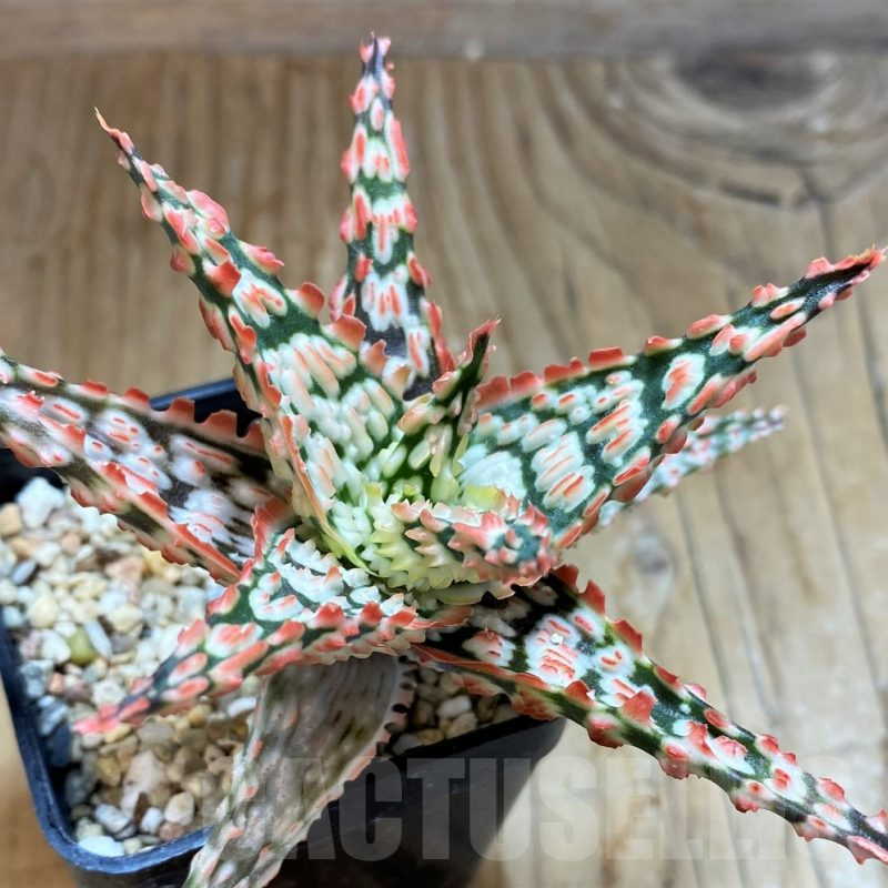 SH6823 Aloe TCT hybrid