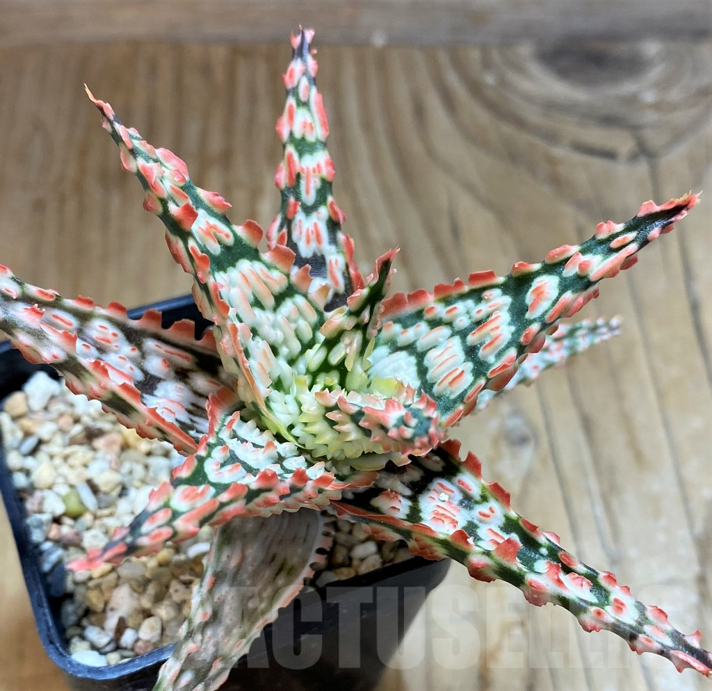 SH6823 Aloe TCT hybrid