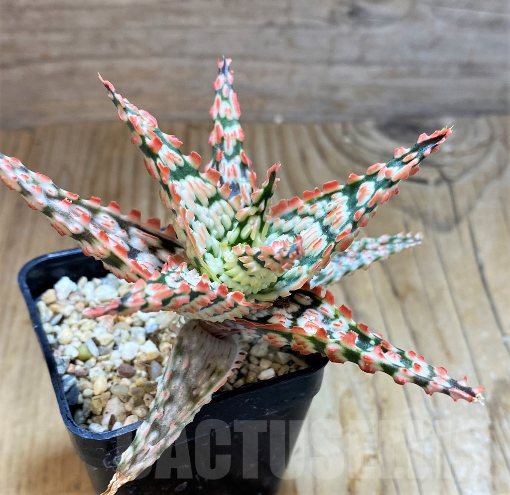 SH6823 Aloe TCT hybrid - immagine 3