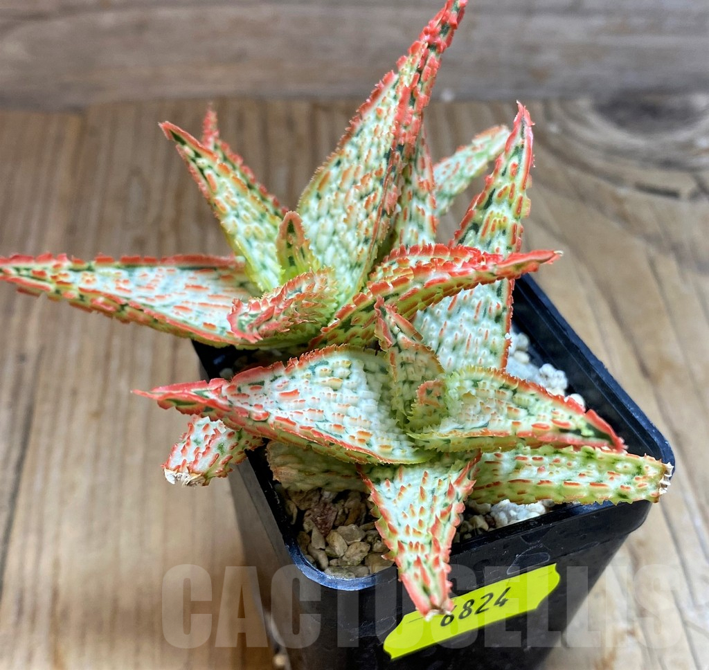 SH6824 Aloe TCT hybrid - Image 2