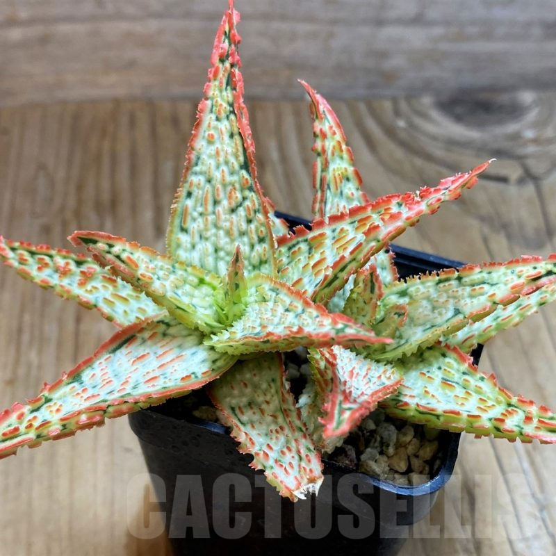 SH6824 Aloe TCT hybrid