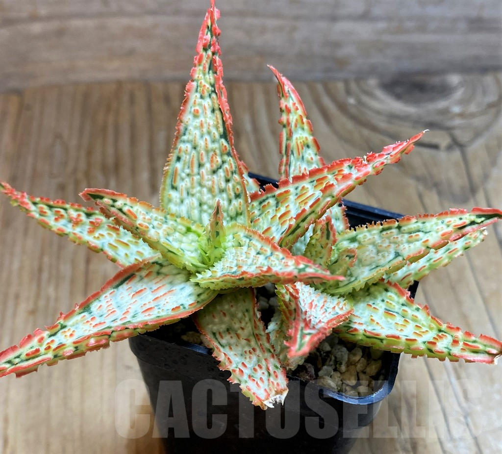 SH6824 Aloe TCT hybrid