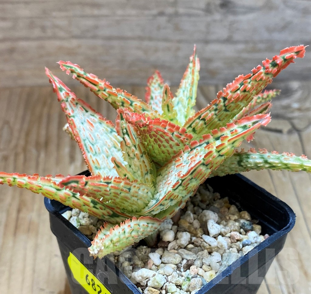 SH6824 Aloe TCT hybrid - Image 3