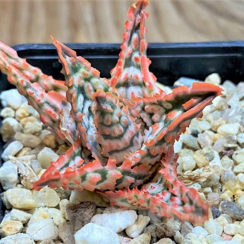 SH6825 Aloe TCT hybrid