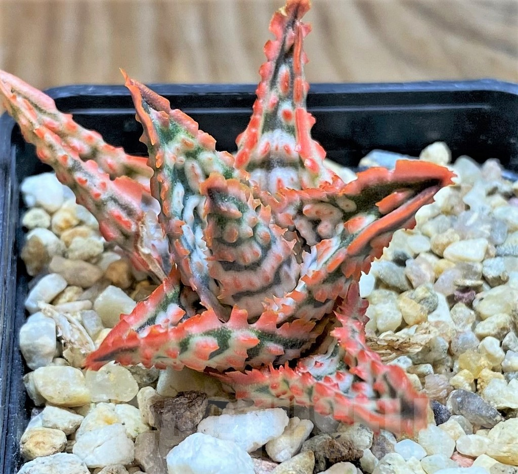 SH6825 Aloe TCT hybrid