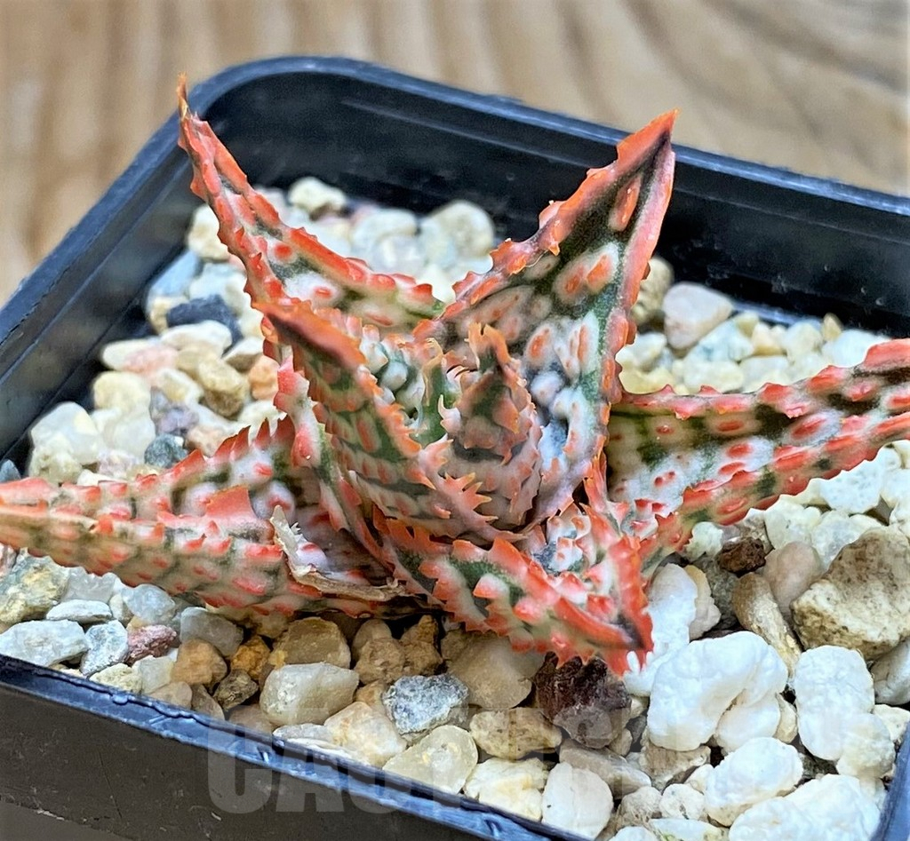 SH6825 Aloe TCT hybrid - immagine 2