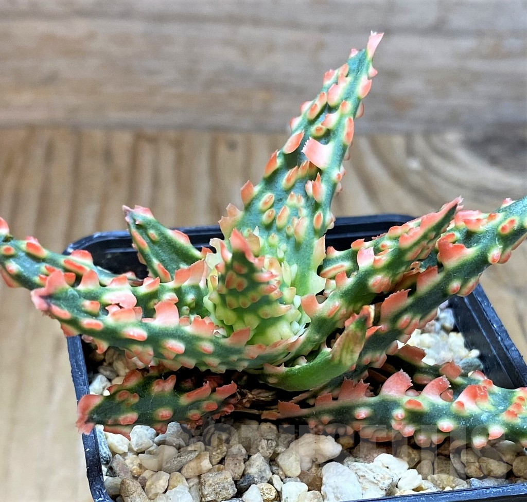 SH6826 Aloe TCT hybrid - Image 2
