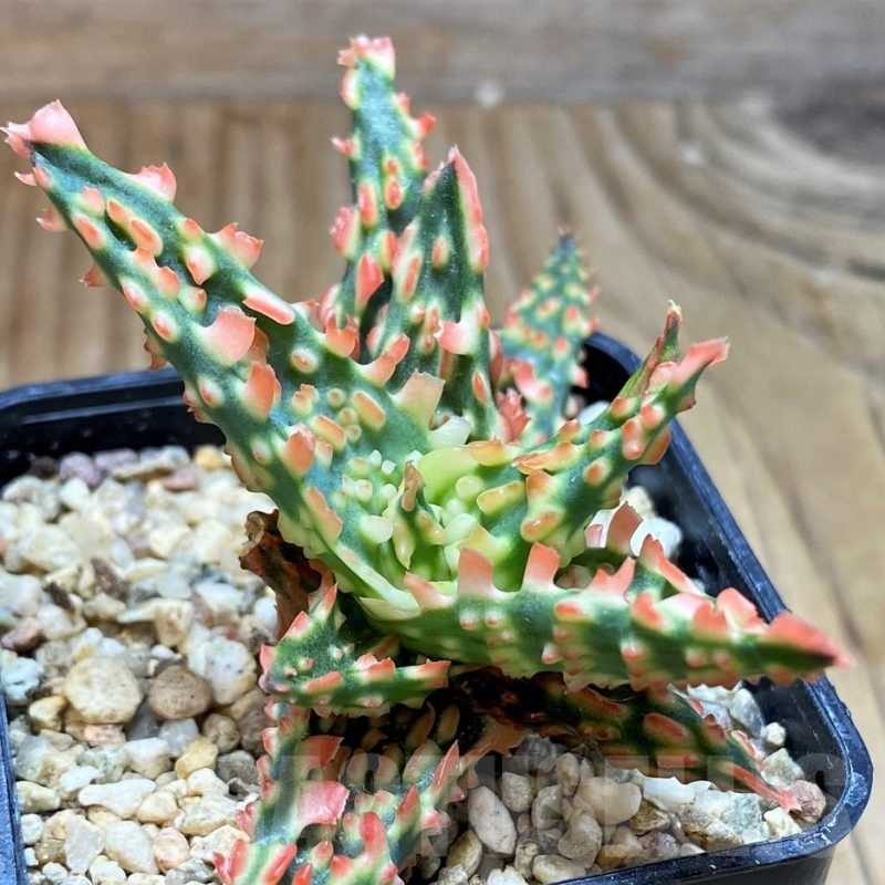 SH6826 Aloe TCT hybrid