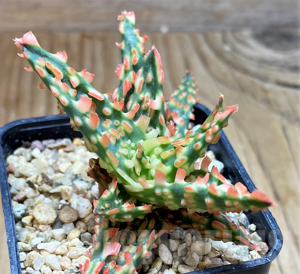 SH6826 Aloe TCT hybrid