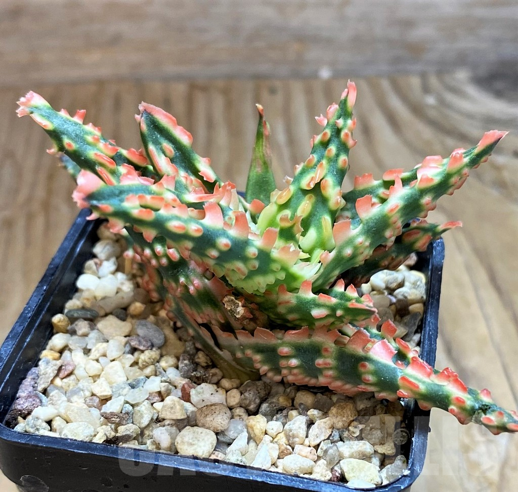 SH6826 Aloe TCT hybrid - Image 3