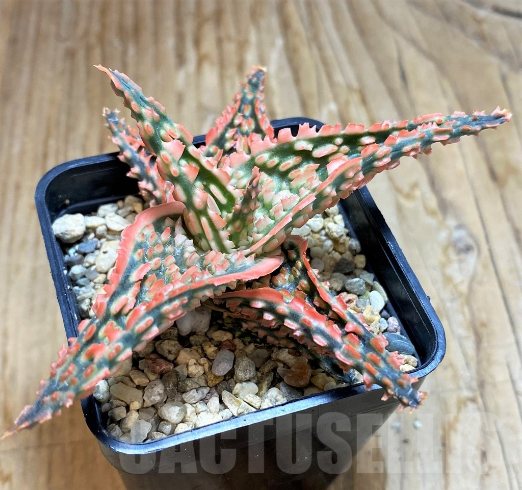 SH6827 Aloe TCT hybrid - Зображення 2