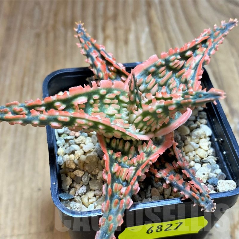 SH6827 Aloe TCT hybrid