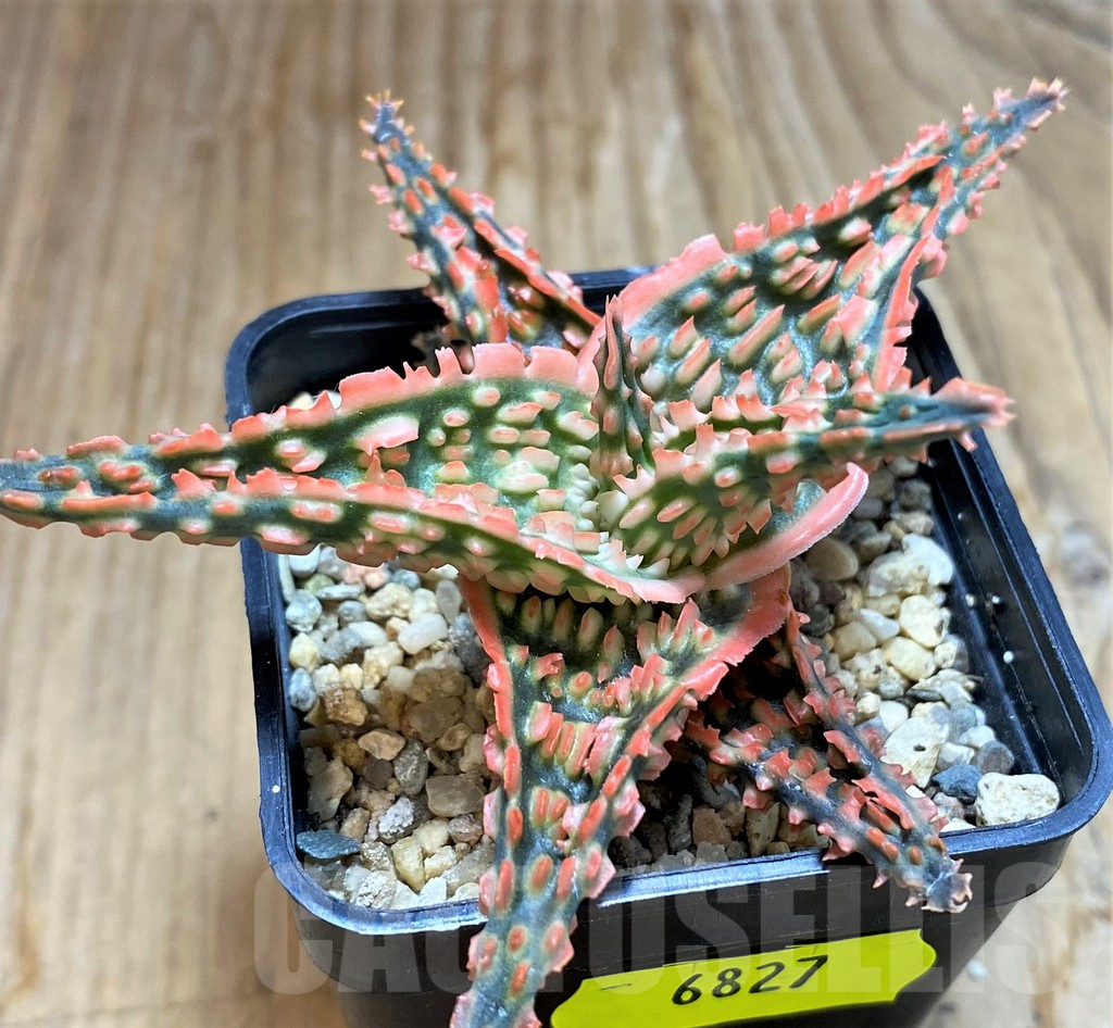 SH6827 Aloe TCT hybrid