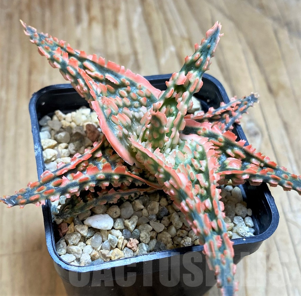 SH6827 Aloe TCT hybrid - Зображення 3