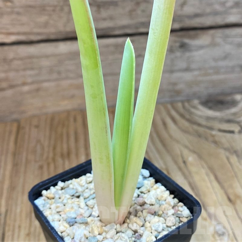 SH6960 Aloe plicatilis