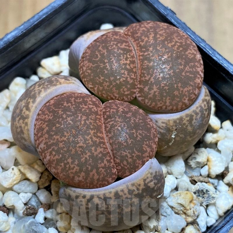 SH6962 Lithops lesliei C115