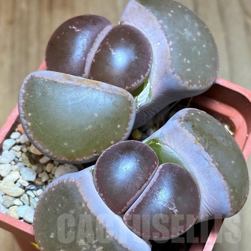 SH6966 Lithops aucampiae