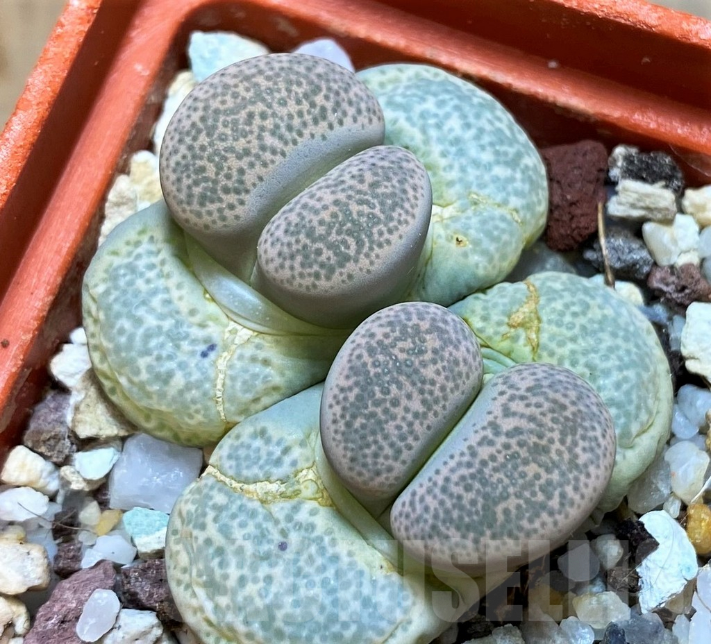 SH6973 Lithops terricolor v. persii