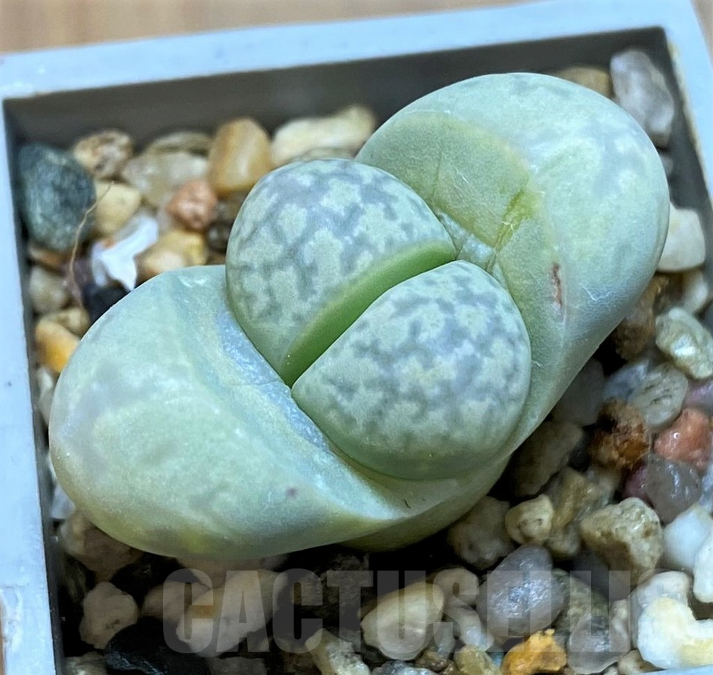 SH6975 Lithops marmorata v. framesii