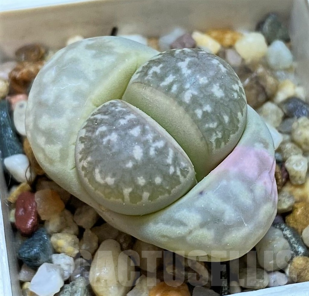 SH6976 Lithops marmorata 'Diutina'
