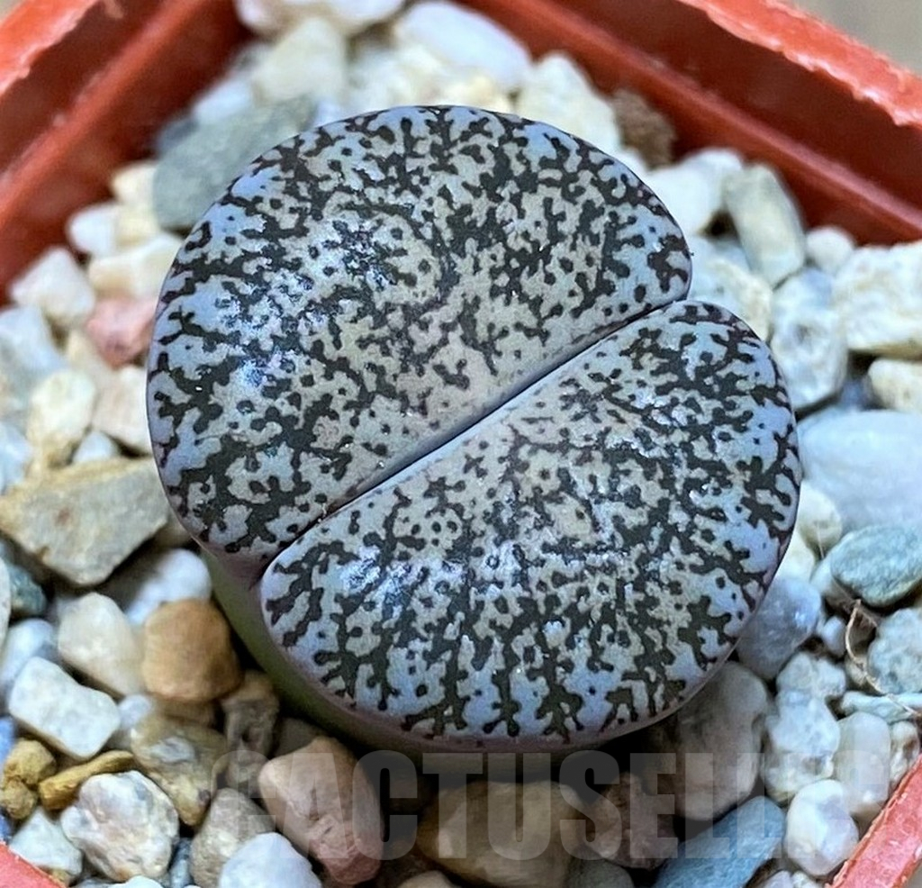 SH6977 Lithops lesliei v. venteri