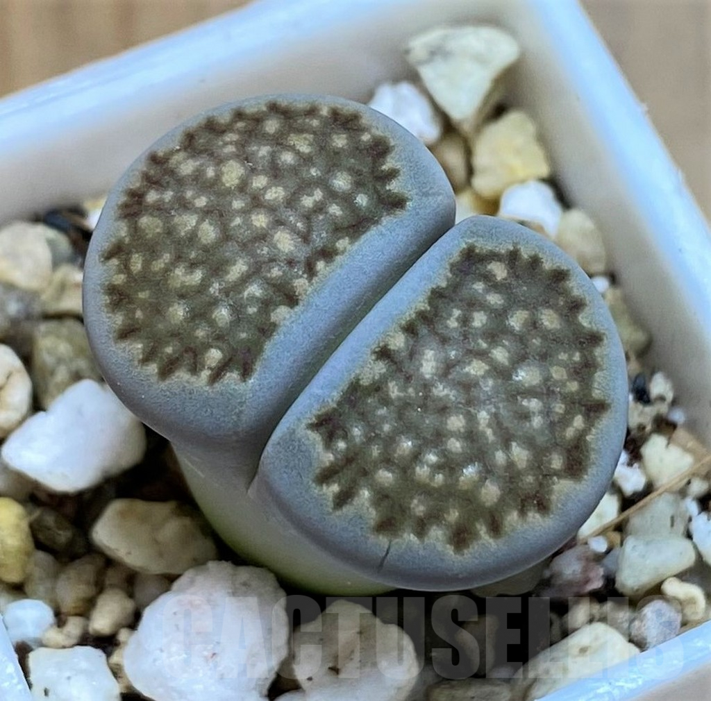 SH6979 Lithops hallii