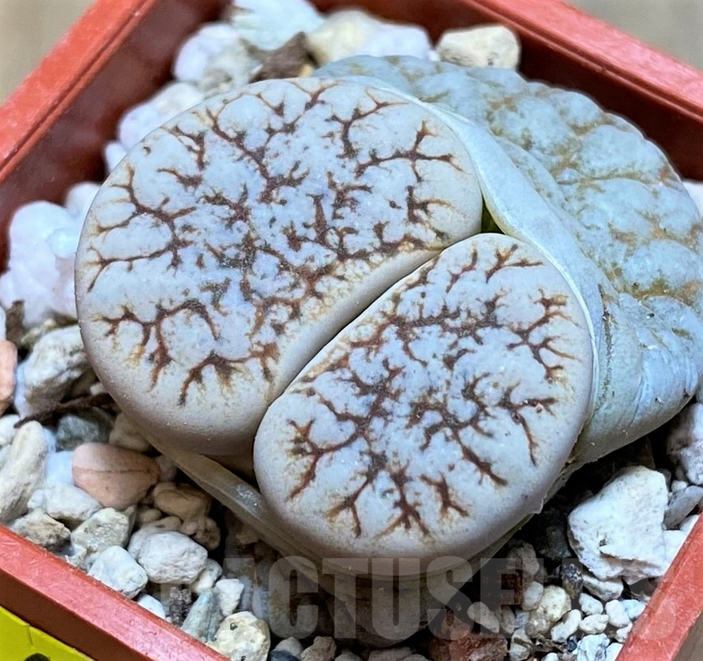 SH6980 Lithops venteri