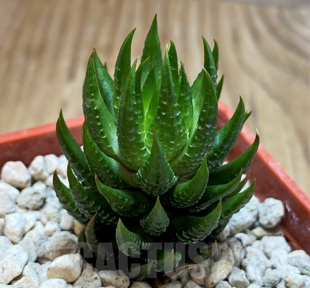 SH6932 Haworthia reinwardtii v. olivacea, ex COK