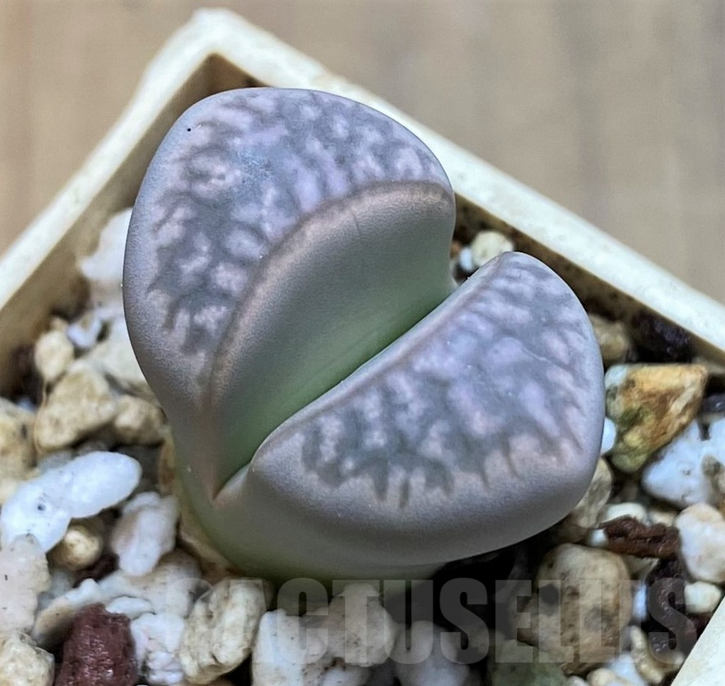 SH6981 Lithops marmorata