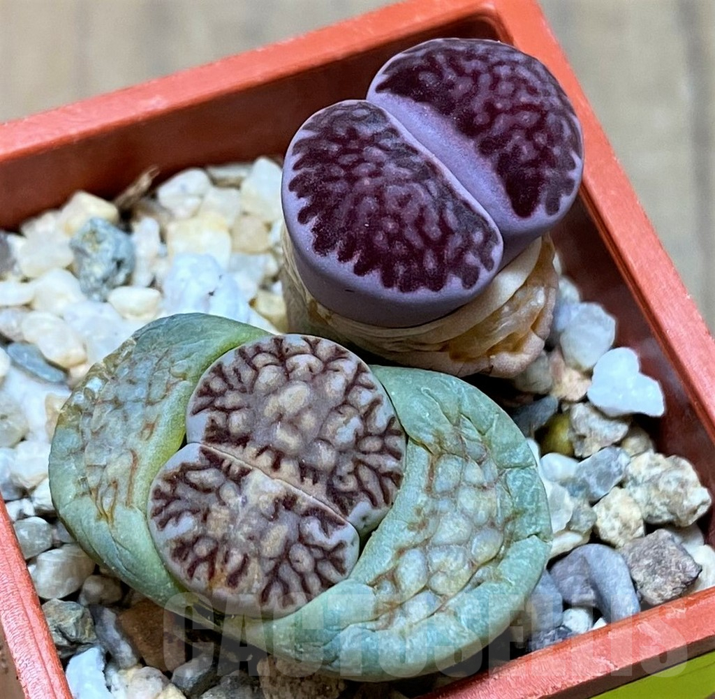 SH6984 Lithops julii ‘Kikushogyoku’, Lithops salicola ‘Sato’s Violet’ hybrid