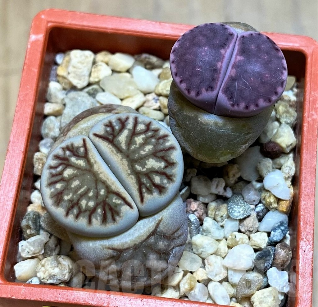SH6985 Lithops julii ‘Kikushogyoku’, Lithops salicola ‘Sato’s Violet’ hybrid