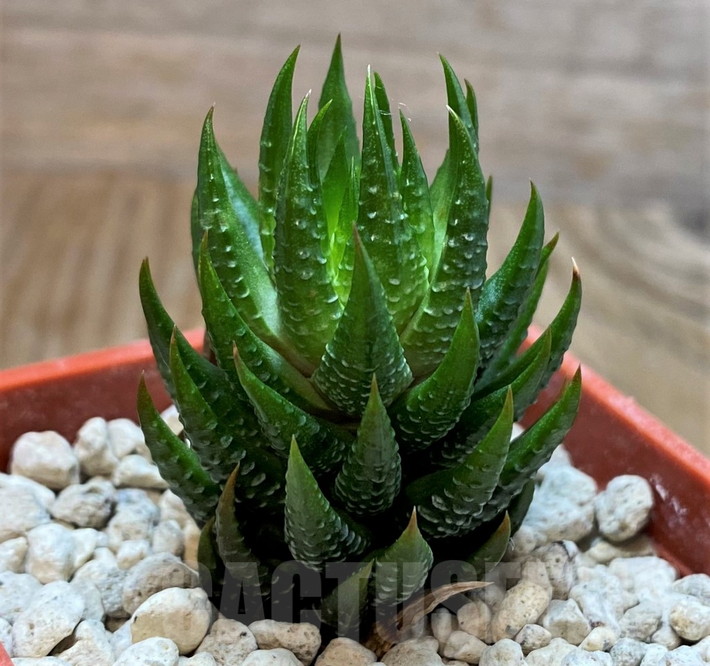 SH6932 Haworthia reinwardtii v. olivacea, ex COK - Image 2