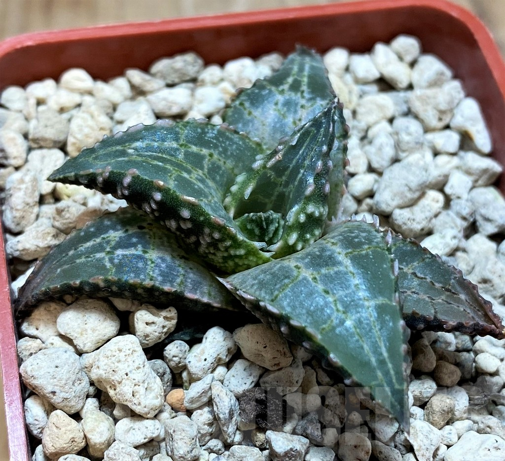 SH6933 Haworthia tessellata 'Fang'