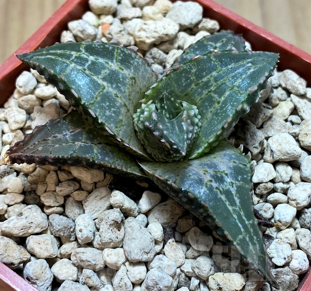SH6933 Haworthia tessellata 'Fang' - Image 2